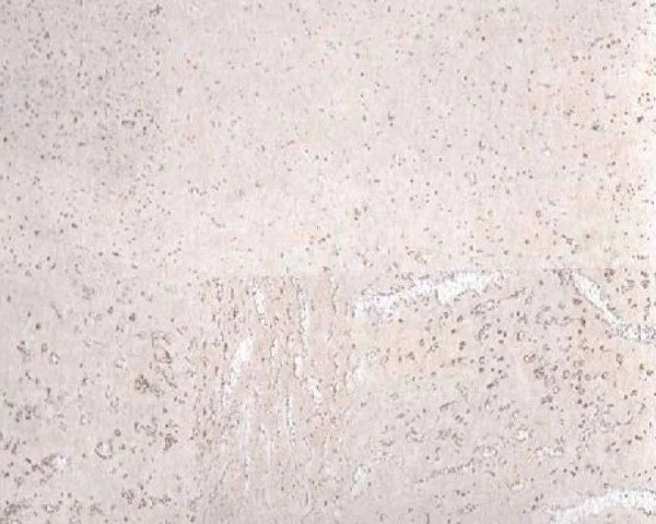 Настенное пробковое покрытие CorkArt PW 386 WS в Кирове